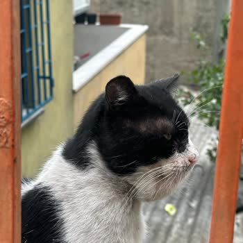 Sokak Hayvanı İçin Acil Müdahale Talebime 3 Gündür Yanıt Verilmedi