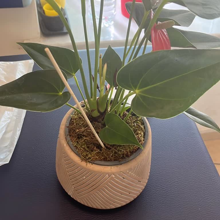 Yanlış Mesaj Ve Eksik Ürün Nedeniyle Mağduriyet Yaşadım