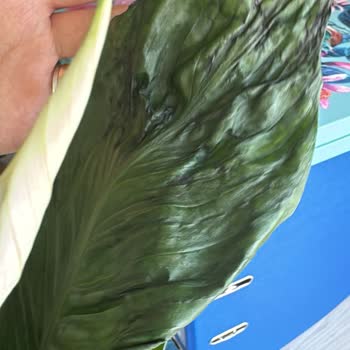 Bozuk Çiçek Ve Erimiş Çikolata Teslimatı Sonrası Çözümsüzlük Mağduriyeti