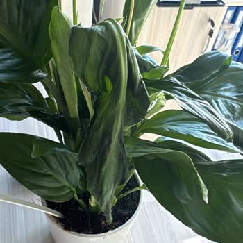 Bozuk Çiçek Ve Erimiş Çikolata Teslimatı Sonrası Çözümsüzlük Mağduriyeti