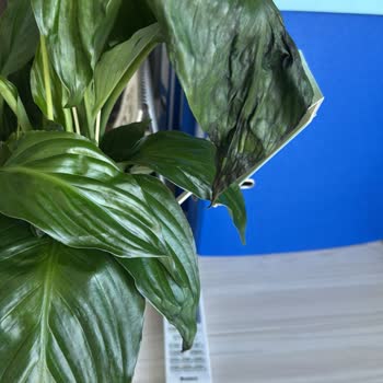 Bozuk Çiçek Ve Erimiş Çikolata Teslimatı Sonrası Çözümsüzlük Mağduriyeti