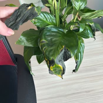 Bozuk Çiçek Ve Erimiş Çikolata Teslimatı Sonrası Çözümsüzlük Mağduriyeti