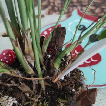 Çiçek Sepeti Teraryum Siparişim Görselden Farklı Ve Bakımsız Geldi