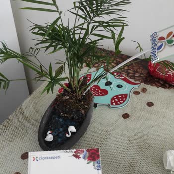 Çiçek Sepeti Teraryum Siparişim Görselden Farklı Ve Bakımsız Geldi