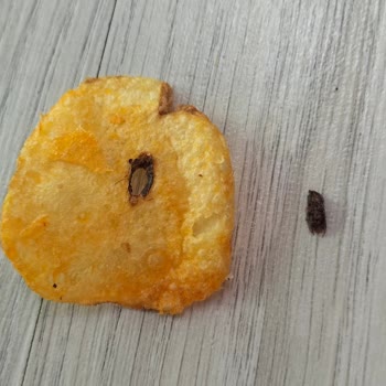 Cips Paketinden Sinek Çıktı: Sağlığım Tehlikeye Girdi