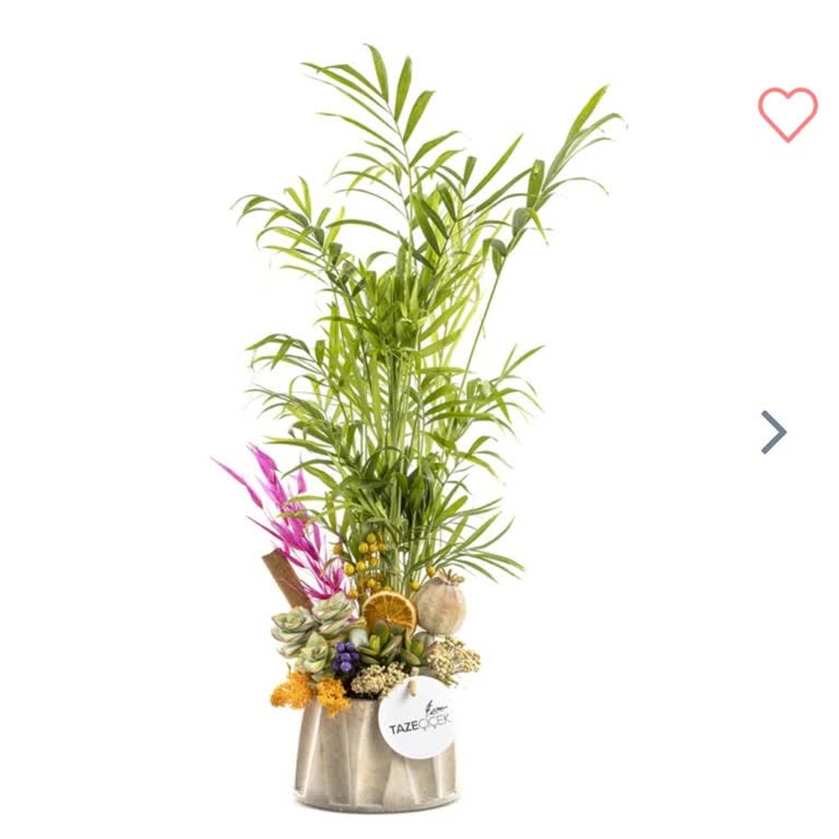 Siparişim Görsele Uymayan Özensiz Teraryum Ve Yetersiz Müşteri Hizmeti