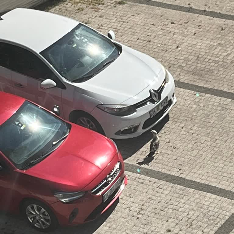 Yaralı Martı İçin Yetkililerden Destek Alamıyorum