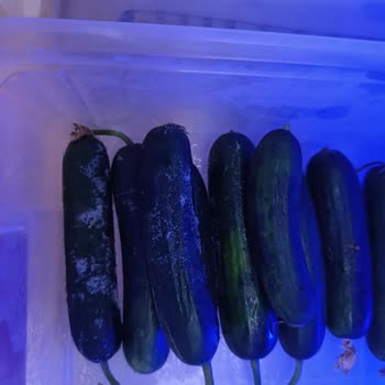 Arçelik Buzdolabında Devam Eden Buzlanma Sorunu Ve Yetersiz Servis Desteği