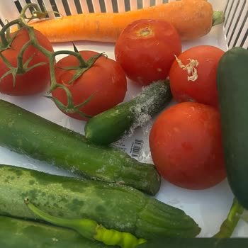 Arçelik Buzdolabında Devam Eden Buzlanma Sorunu Ve Yetersiz Servis Desteği