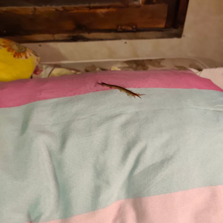 Sahil Kamp İstanbul Beklentilerin Çok Altında Bir Konaklama Deneyimi