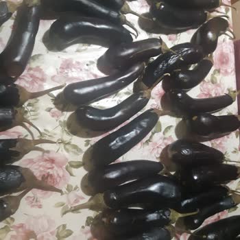 Şok Marketler Siparişimde Gelen Patlıcanlar Çürük ve Buruşmuş Halde Teslim Edildi