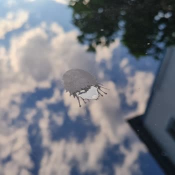 T-Roc Aracımda Tavan Boyası Kalkması Nedeniyle Değer Kaybı Endişesi