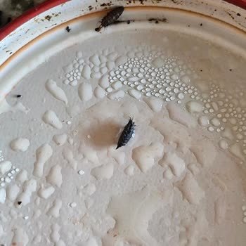 Satın Aldığım Domates Salçasında Böcek Ve Kapakta Kararma Sorunu