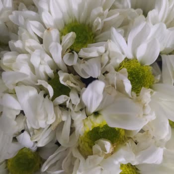 Bozuk Ürün Teslimatı Ve Yetersiz Çözüm: Çiçek Sepeti'nden Memnuniyetsizlik