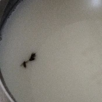 BİM'den Aldığım Sütün İçinden Böcek Çıktı, İletişim Kuramıyorum