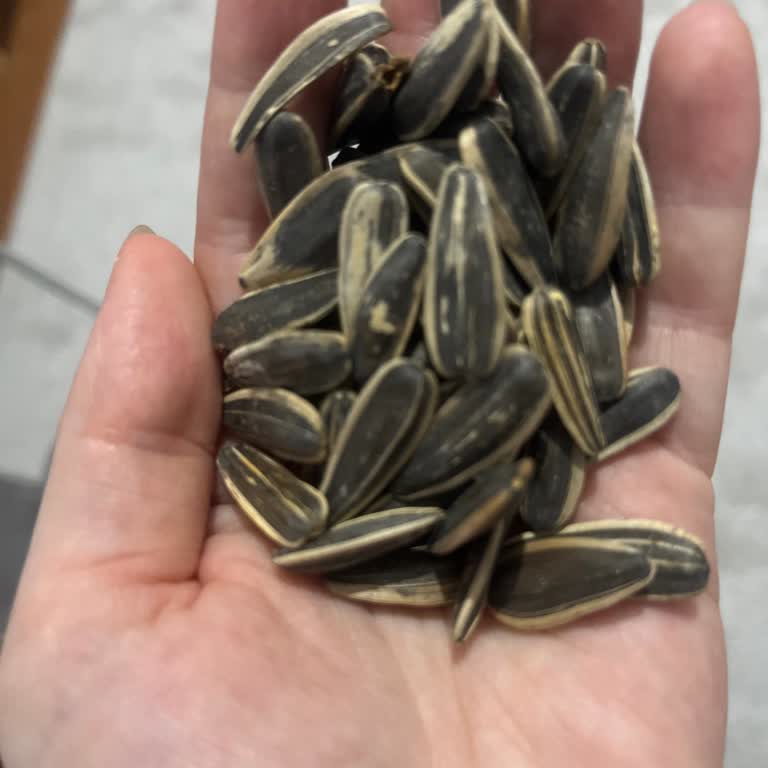 Tadım Çekirdeklerinde Tekrarlayan Bayat Ve Acı Ürün Sorunu