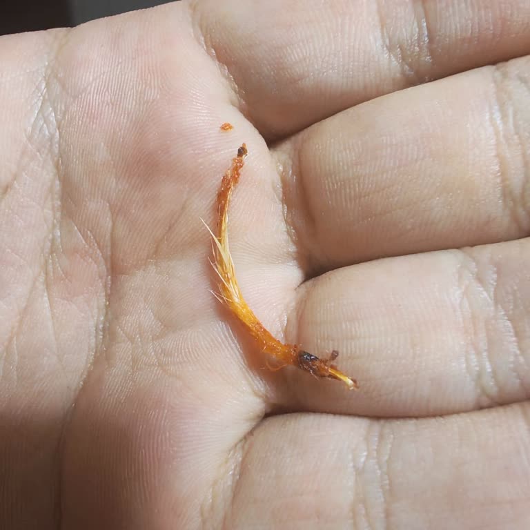 Tazem Piliç Soslu Kanatta Tüy Çıkması Hayal Kırıklığı Yaşattı