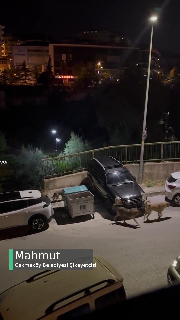 Çekmeköy Merkez Mahallesi Çeteleşen Sokak Köpeği Sorunu videonun kapak resmi