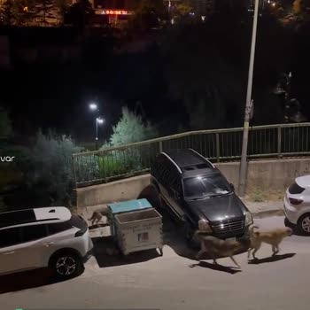 Çekmeköy Merkez Mahallesi Çeteleşen Sokak Köpeği Sorunu