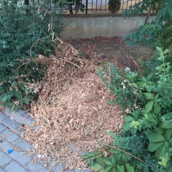 Yeşil Alanın Bakımsızlığı Ve Belediyenin Yetersiz Temizlik Hizmeti