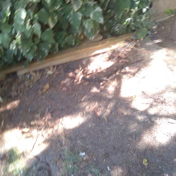 Yeşil Alanın Bakımsızlığı Ve Belediyenin Yetersiz Temizlik Hizmeti