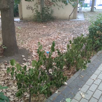 Yeşil Alanın Bakımsızlığı Ve Belediyenin Yetersiz Temizlik Hizmeti