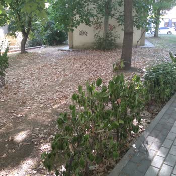 Yeşil Alanın Bakımsızlığı Ve Belediyenin Yetersiz Temizlik Hizmeti