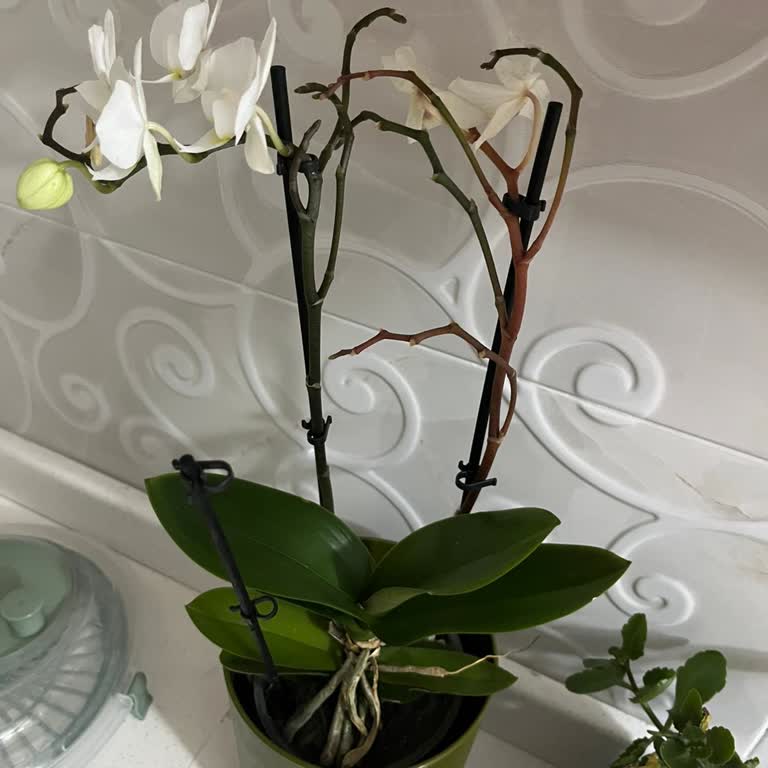 Gönderilen Beyaz Orkide De Kötü Durumda Geldi, Eşime Mahcup Oldum