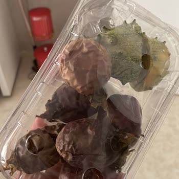 Migros Hemen'den Gönderilen Meyveler Çürük Ve Olmamış Çıktı