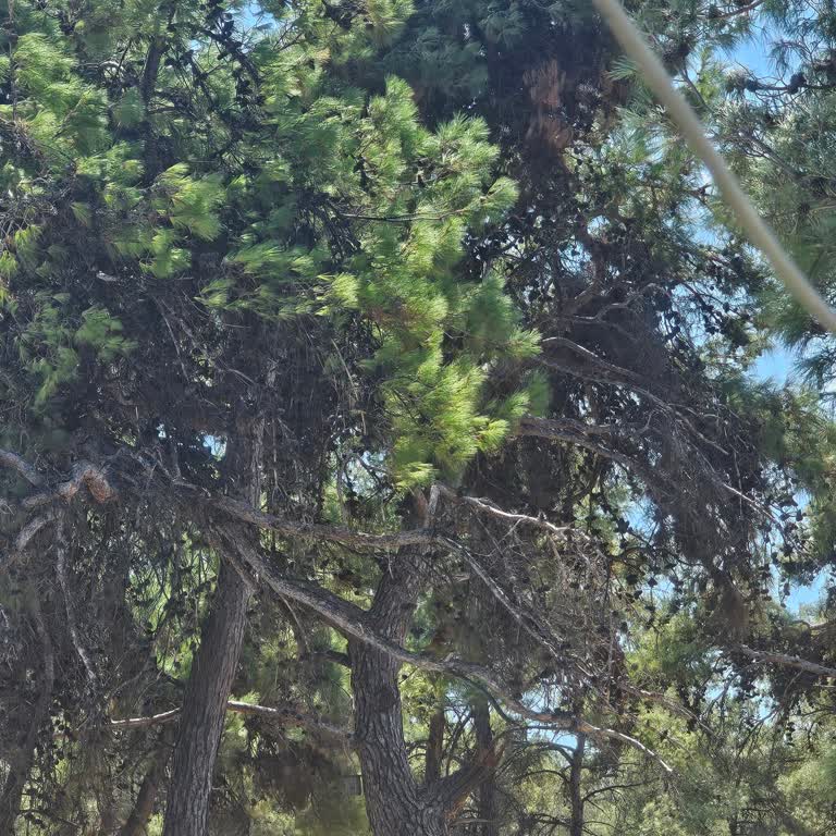 Ayvacık Orman Müdürlüğü'ne Ulaşmak Çok Güç