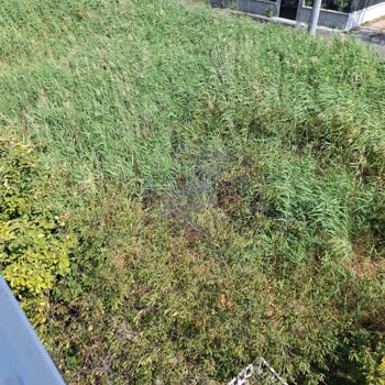 Belediyenin İhmali: Kurumuş Sazlar Yangın Tehlikesi Yaratıyor