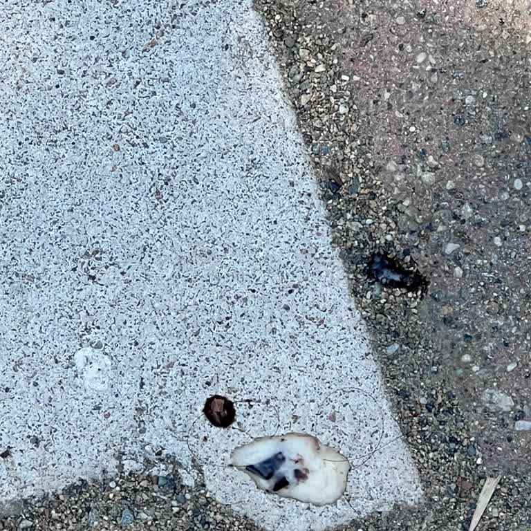 Magnum Dondurmadan Kıl Çıkması Nedeniyle Hijyen Ve Güven Sorunu