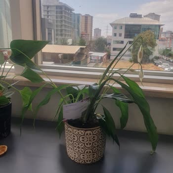 Hediye Çiçekler Solmuş Ve Müşteri Hizmetlerinden Yanıt Alamadım