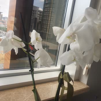 Hediye Çiçekler Solmuş Ve Müşteri Hizmetlerinden Yanıt Alamadım