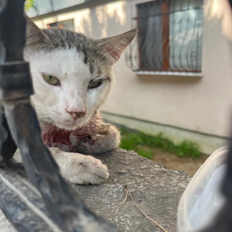 Acil Durumda Sokak Kedisine Saatlerce Müdahale Edilmedi, Yardım Bekliyorum