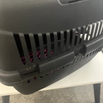 Köpeğim Uçuşta Zarar Gördü, Sorumluluk Kabul Edilmiyor!