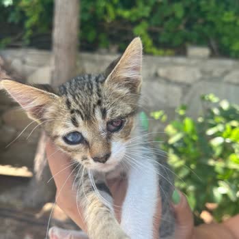 Haybulans Ekibinin İlgisizliği Ve Yetersiz Tedaviyle Büyük Hayal Kırıklığı Yaşadım