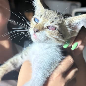 Haybulans Ekibinin İlgisizliği Ve Yetersiz Tedaviyle Büyük Hayal Kırıklığı Yaşadım