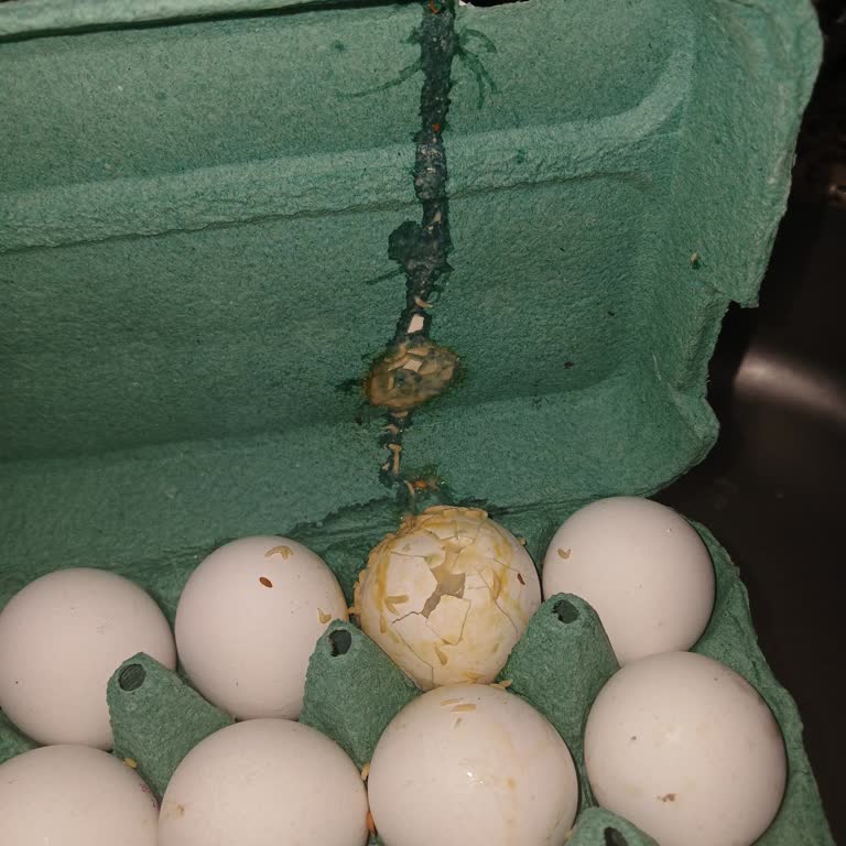 Teslim Edilen Yumurtada Hijyen Sorunu Ve Müşteri Hizmetlerinden Geri Dönüş Alınamaması