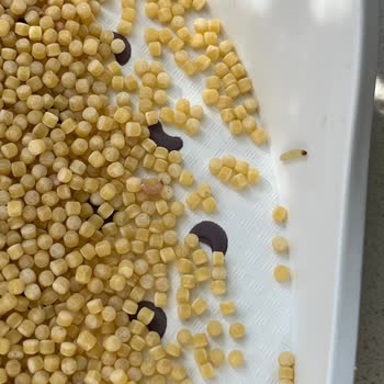 Kapalı Paket Makarnada Kurt Çıkması Hijyen Ve Güven Sorunu Yarattı