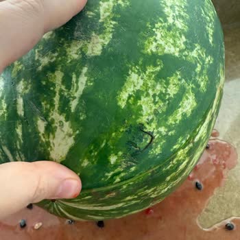 BİM’den Satın Alınan Bozuk Karpuz Nedeniyle Mağduriyet Ve Gıda Güvenliği Endişesi