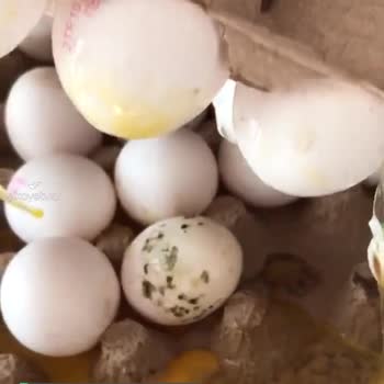 Şok Marketten Aldığım Küflü Yumurta!