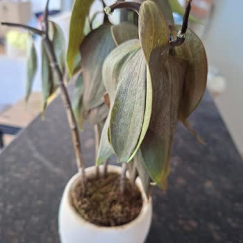 Kökleri Olmayan Saksı Çiçeği Gönderildi, Ücret İadesi Talep Ediyorum