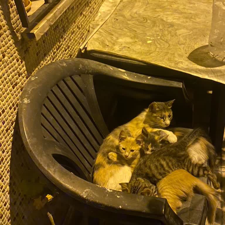 İzinsiz Mülke Girilerek Kedilerimin Alınmasına Tepki