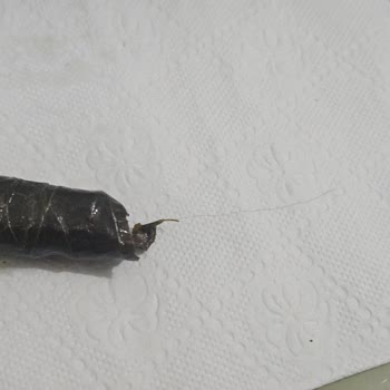 Sarmadan Çıkan Kıl Nedeniyle Hijyen Endişesi Yaşadık