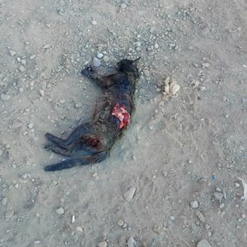 Sokak Köpekleri Sorununa Belediyeden Yetersiz Müdahale