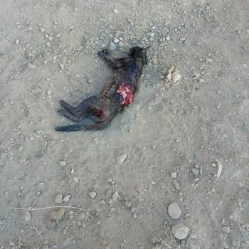 Sokak Köpekleri Sorununa Belediyeden Yetersiz Müdahale