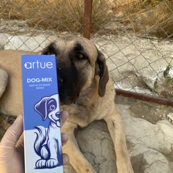 Art De Huile Artue Dog Mix Deri Ve Tüy Bakım Ürünü İşe Yaramadı