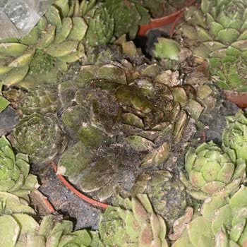 Kırık Ve Eksik Ürünler, İletişimsiz Satıcı: Mağduriyetimin Giderilmesini İstiyorum