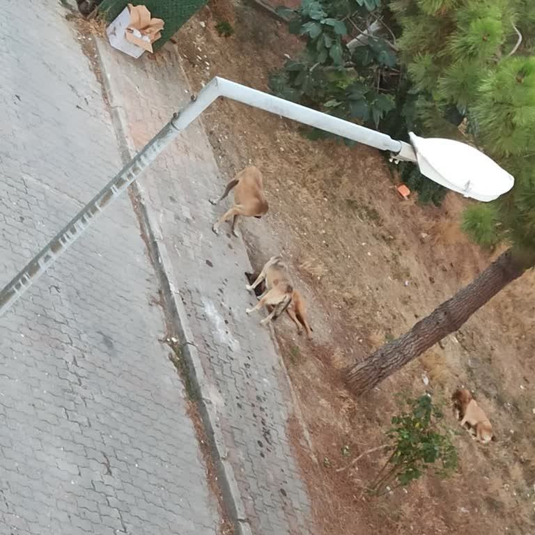 Saldırgan Köpekler Nedeniyle Mahallemizde Güvenlik Endişesi Yaşıyoruz